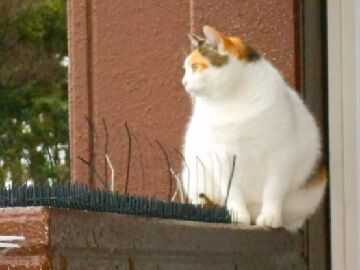 10月29日（8）仮