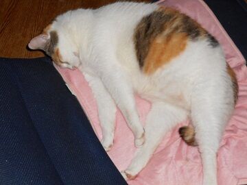 8月30日（26）仮