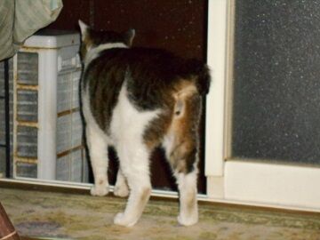 6月27日（29）仮