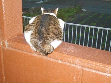 11月18日（6）仮