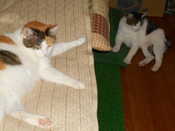 9月20日（71）仮