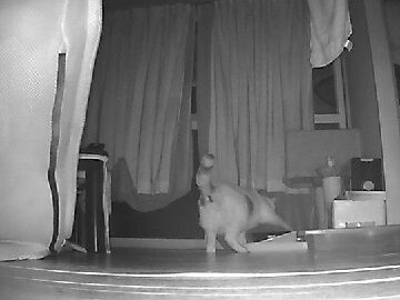 11月4日（59）使用