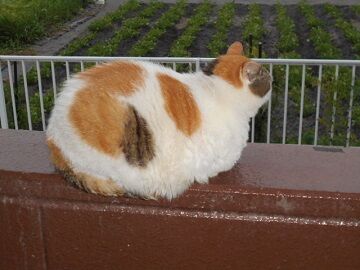 6月21日（25）仮