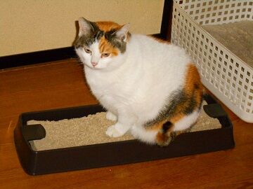 12月24日（53）仮