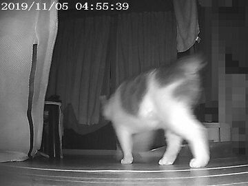 11月5日（22）仮