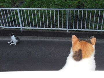 7月30日（12）仮