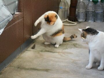 9月30日（6-11）仮