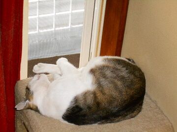 6月22日（12）仮