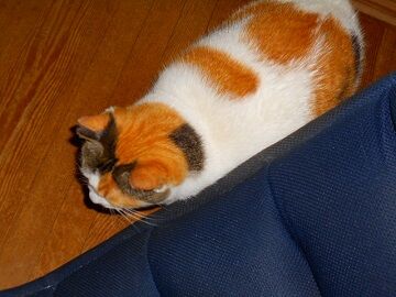 11月11日（28）仮