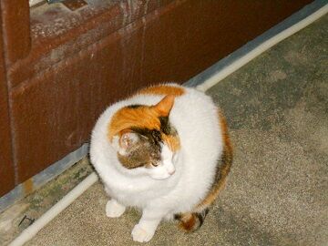 12月13日（17）仮