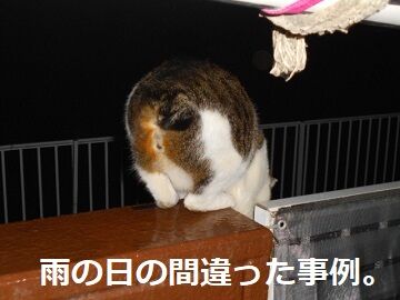 4月12日（39）仮