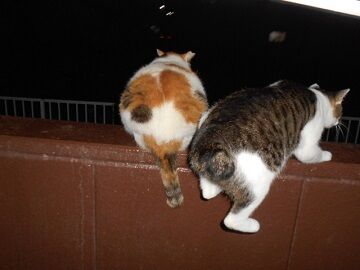 7月23日（54）仮