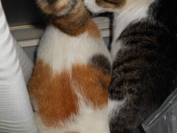 8月10日（21）仮