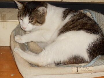 6月25日（53）仮