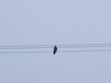 2月16日（11）仮