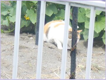 6月18日（41）仮