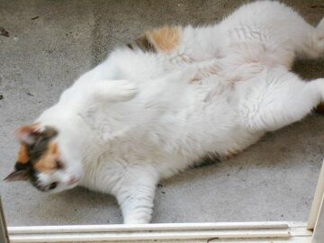 8月26日（14）仮