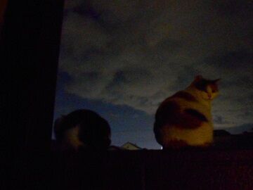 2月21日（10）仮