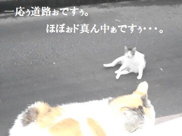7月19日(3)仮