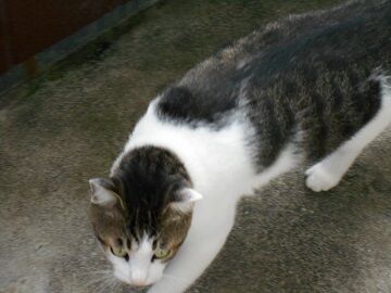 9月11日（7-4）仮