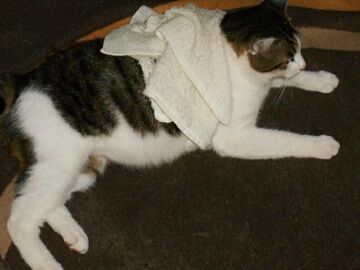 9月11日（27）仮