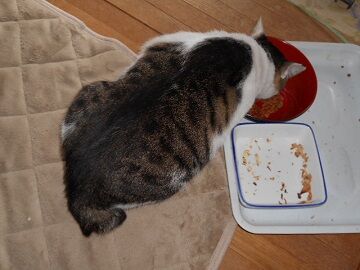 9月29日（6-3）仮