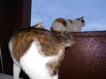 5月28日（68）仮