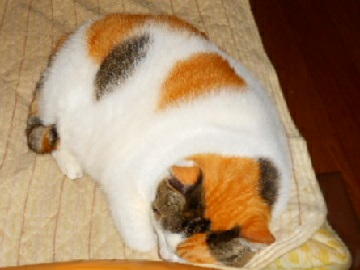 10月18日（19）使用