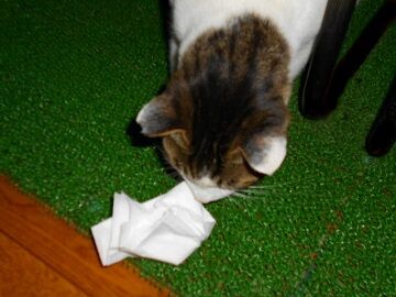 11月18日（19）仮