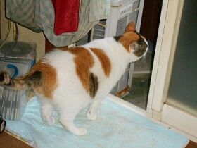 7月26日（80）仮