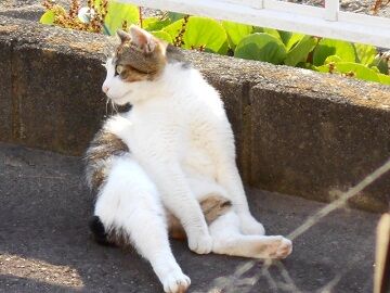 5月12日（33）仮