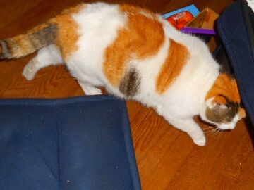 11月22日（21）仮