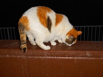 2月17日（36）仮