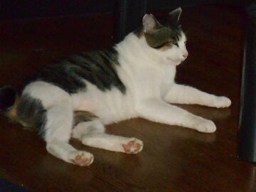 7月29日（12）仮