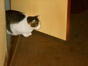 11月22日（30）仮