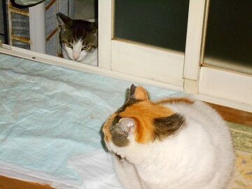 6月22日（20）仮