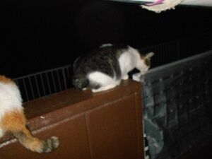 8月25日（40）仮