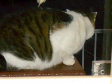 11月10日（4）仮