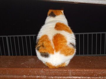 3月24日（39）仮