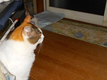 6月25日（50）仮