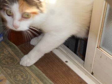 8月16日（11）仮