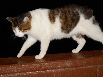 12月10日（11）仮