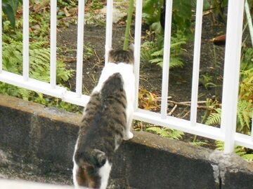 9月11日（24）仮