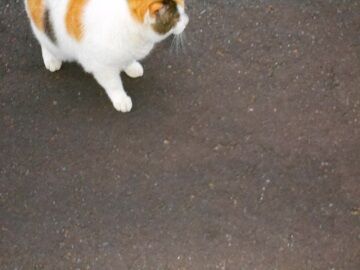 5月10日（12）仮