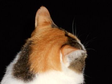 9月28日（20-3）仮