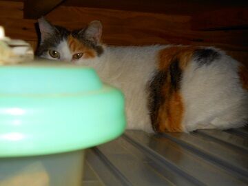 5月26日（36）仮