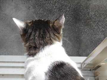 9月17日（7-11）仮