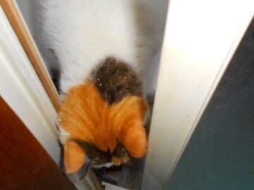 2月14日（28）仮