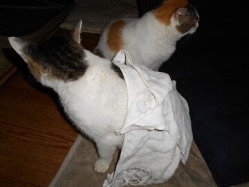 6月25日（17）仮