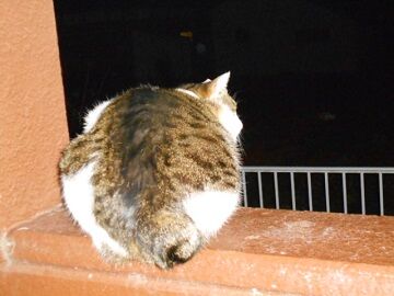 1月22日（69）仮